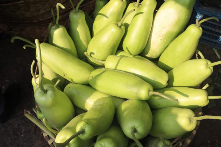 Bottle Gourd
