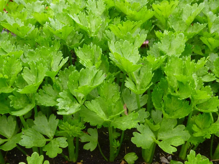 Celery