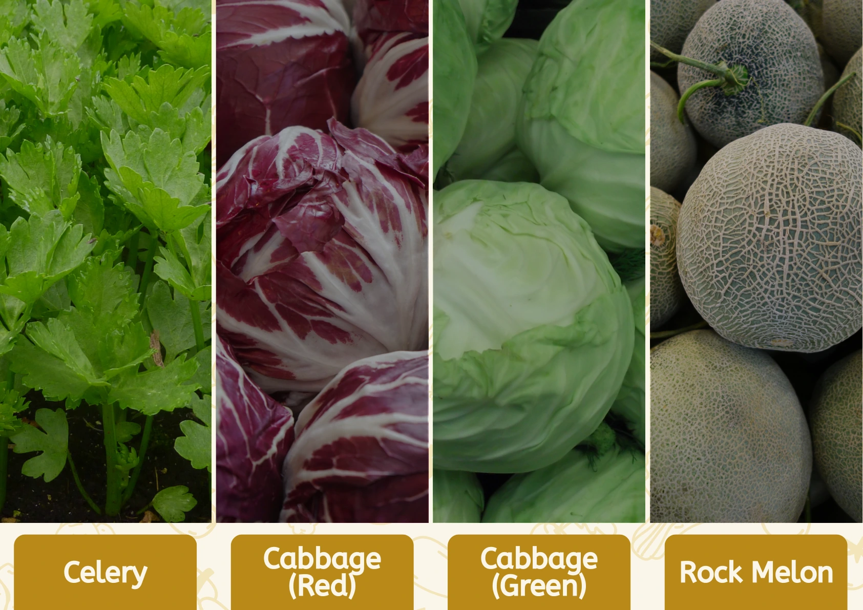Celery, Cabbage and Rock Melon
