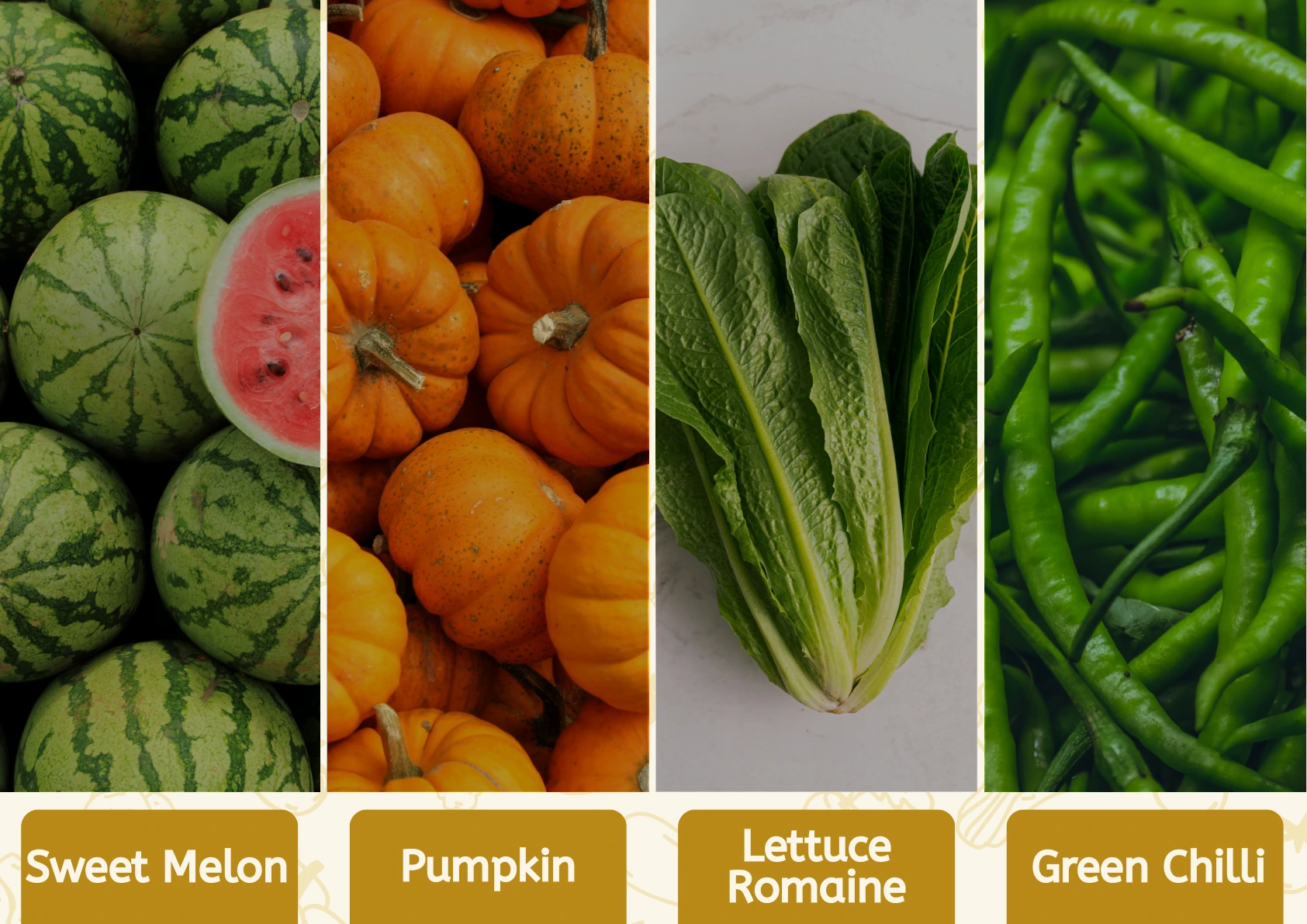 Sweet Melon, Pumpkin, Lettuce Romaine and Green Chilli