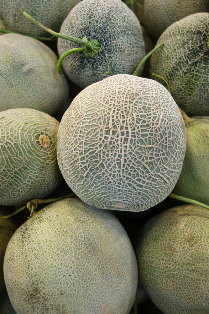 Rock Melon